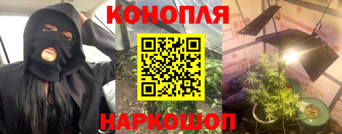 Шишки марихуана план Нефтекумск